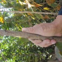 供應(yīng)：櫻花、北美海棠、碧桃、流蘇、青皮柳、側(cè)柏