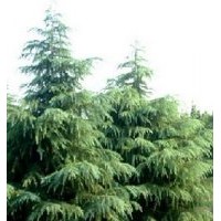 供應(yīng)雪松、廣玉蘭、冬青、白玉蘭