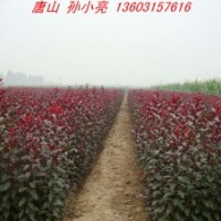 紅葉李小苗 太陽(yáng)李小苗 河北太陽(yáng)李小苗 保定太陽(yáng)李小苗