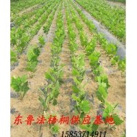 供應(yīng) 法桐苗 各種規(guī)格