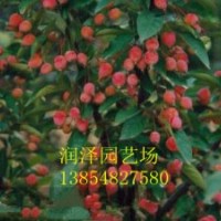 供應(yīng)海棠苗、北美海棠苗