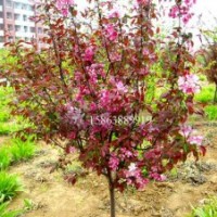 北美海棠 西府海棠 冬紅海棠 絢麗海棠 王族海棠