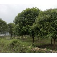 供應(yīng)桂花樹(shù)2-8公分