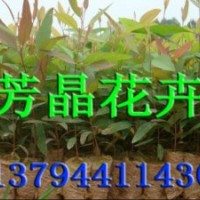 巨桉苗 桉樹扦插苗 速生桉樹 耐寒桉樹 良種桉樹苗 桉樹種子