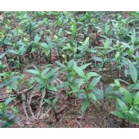 供竹柏桂花羅漢松紅豆杉杜英香樟楓香木荷榿木