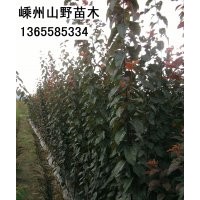 紅楓小苗\雞爪槭小苗\青楓小苗\櫻花小苗\紅葉李小苗\海棠小苗\青