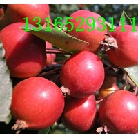 北美海棠根部嫁接苗