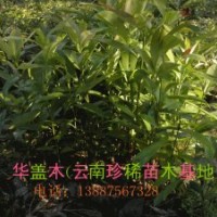 華蓋木、亮葉木蓮、紅豆杉、金花茶、紅花木蓮