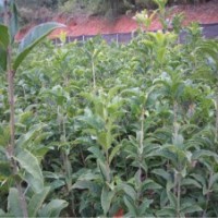 出售大葉朱砂桂，正宗狀元紅小苗，各規(guī)格丹桂樹