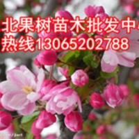 123蘋(píng)果苗，批發(fā)123蘋(píng)果苗