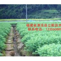 供應(yīng)二代杉木苗