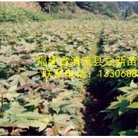 供應(yīng)楓香苗