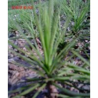 甘肅平?jīng)雒缒?，白皮松容器苗，白皮松小苗，一年白皮松?/></a>
<div><a href=