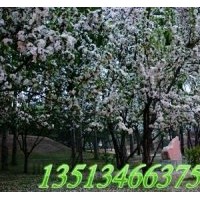 八棱海棠樹苗 八棱海棠籽