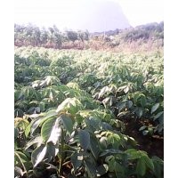 供應(yīng)：竹柏 秋楓 桂花 羅漢松 藍花楹