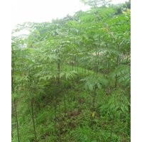 欒樹苗出售了。量大從優(yōu)