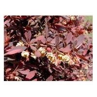 自產(chǎn)自銷紅葉小檗基地