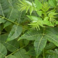 香椿苗入棚苗 山東香椿苗優(yōu)質品種，紅油香椿苗價格