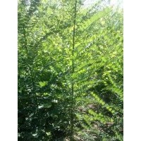 國槐小苗大量供應(yīng)