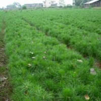 優(yōu)質小苗|吉安杉木苗|吉安杉木苗|出售江西吉安杉木苗