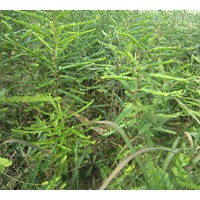 供應皂角苗 皂角小苗 皂角苗價格 皂角苗圖片