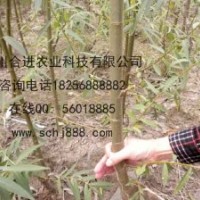 正宗品系純正竹柳三號(hào)