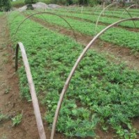 供應(yīng)桂林陽朔縣白沙鎮(zhèn)羅漢松小苗