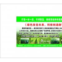 竹柳 ，就選陜西上林竹柳 輕松致富沒問題