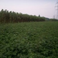 供應|綠化苗|果樹小苗|蘋果苗、梨樹苗、桃苗、山楂苗、香椿苗、