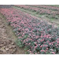 來電打折--湖南月季湖南豐花月季小苗