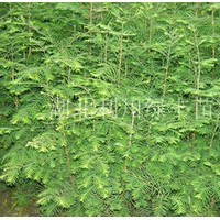 供應(yīng)湖北利川一年生水杉樹(shù)苗 水杉小苗 水杉種苗