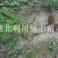 供應(yīng)湖北柳杉苗 1米高柳杉苗 柳杉樹(shù)苗 柳杉種苗 水杉柳杉苗價(jià)格