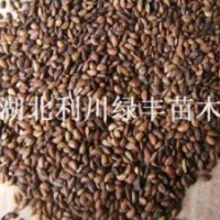 供應(yīng)川黃柏樹(shù)種子 黃柏種子 黃柏樹(shù)種苗黃柏樹(shù)種子價(jià)格