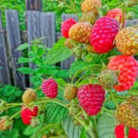 供應(yīng)吉林樹(shù)莓江蘇樹(shù)莓苗 樹(shù)莓種植 云南雙季樹(shù)莓 燈籠果苗 黑加侖