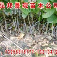 山東惠民 供應(yīng)白蠟秋悶400萬棵 0.8-1.2cm