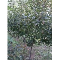 供應(yīng)3--6公分山丁子