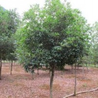 供應(yīng)廣西桂林4.5公分桂花樹