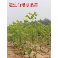 惠民皂戶李速生白蠟價格