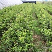 供應美化環(huán)境新品種丹桂樹、丹桂苗