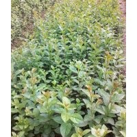 提供100cm紫薇苗100萬(wàn)株