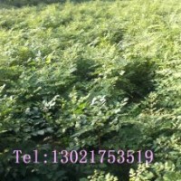 毛白楊種苗 一條鞭 炮捻