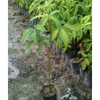 供應(yīng)各規(guī)格美麗異木棉（小袋，大袋，地苗）