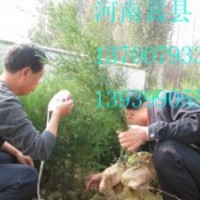 河南省側(cè)柏育苗基地縣供應(yīng)側(cè)柏營(yíng)養(yǎng)袋苗500萬(wàn)株