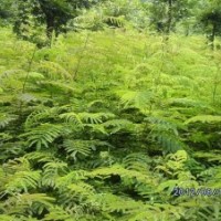 供應(yīng)合歡苗、巨紫荊苗、紫藤苗等綠化小苗