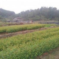 供應(yīng)福建山櫻花--江西天嬌苗木