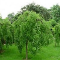 提供優(yōu)質(zhì)欒樹(shù)苗