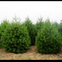 供應(yīng)白皮松