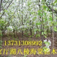 八棱海棠樹(shù)