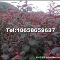 低價(jià)急于出售北美海棠 芽苗 成品苗 根苗