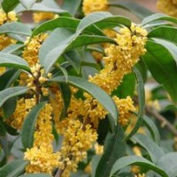 苗圃批發(fā)10-150CM桂花樹苗（金桂、銀桂、丹桂、四季桂）